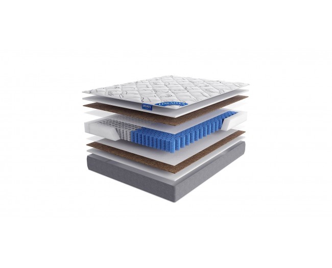 Primula lux фото